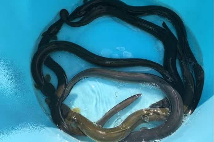 琵琶湖産うなぎ