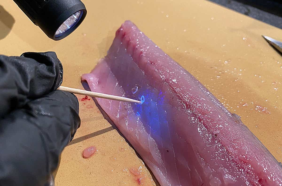 【有害 OR 無害】釣り人なら当然知ってるよね？身近な寄生虫クイズ〜〜！
