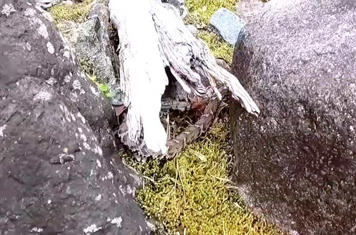 踏みそうになったマムシ