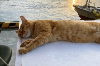なぜ釣り場には猫が多いのか？──魚だけではない理由がそこにあった。
