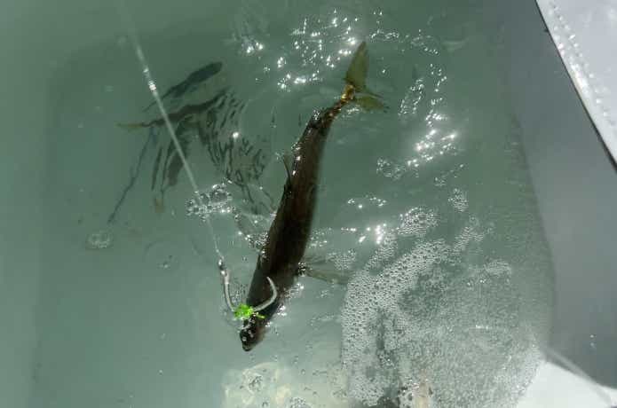 泳がせ釣り用のアジ