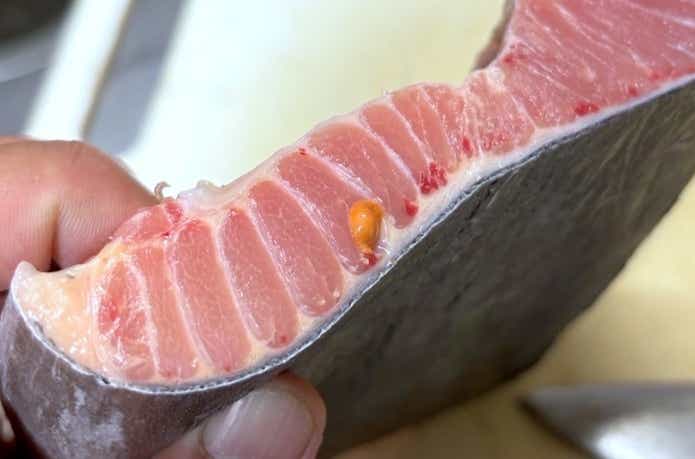 バショウカジキの寄生虫