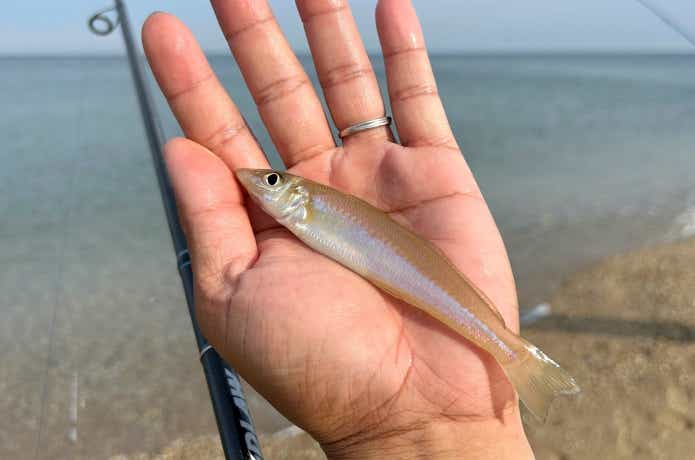 投げ釣りで釣れたシロギス