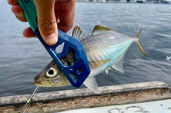 アジの釣果写真