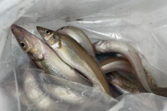 「天ぷらだけじゃ終われないよ」シロギスの本当に幸せな食べ方