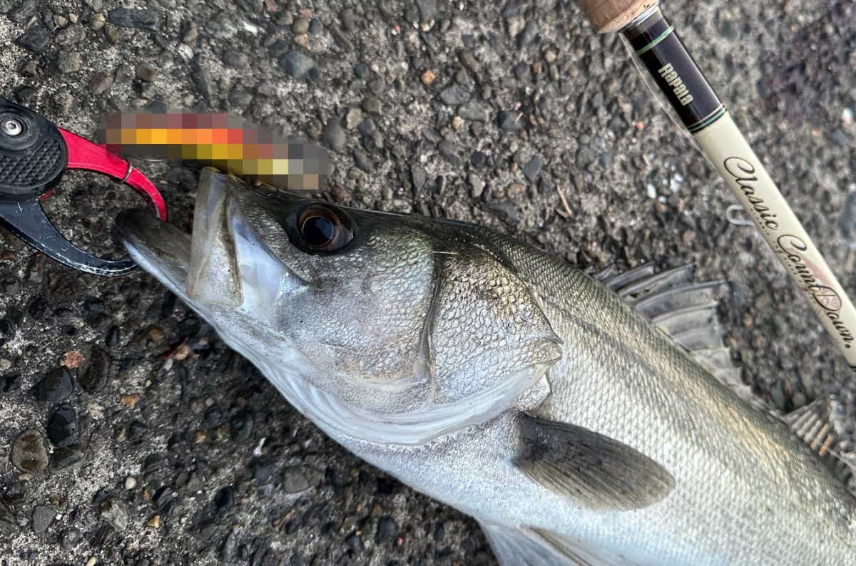 “ただ巻きで釣れる”シーバス神ルアー厳選ガイド