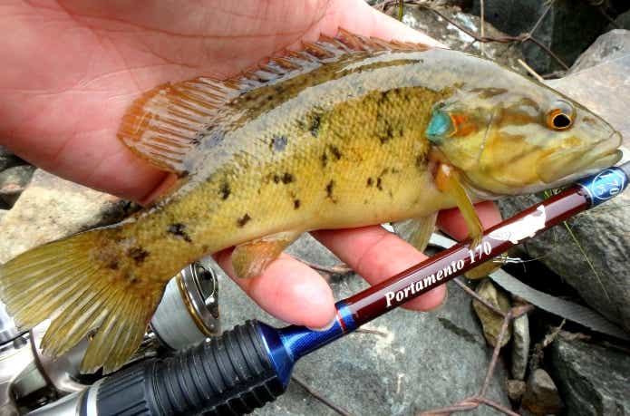 韓国南部で釣獲したコウライオヤニラミ