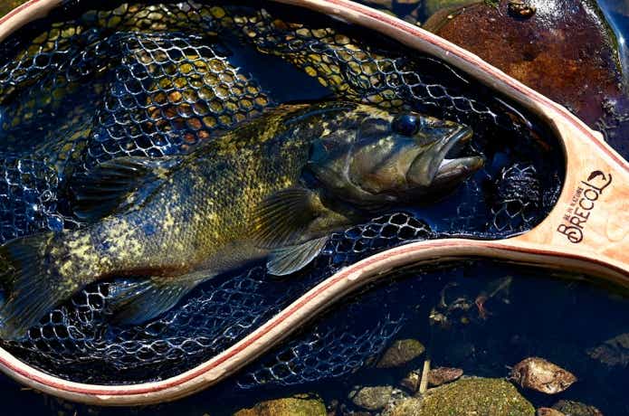 長崎県大淀川で釣り上げられたコウライオヤニラミ