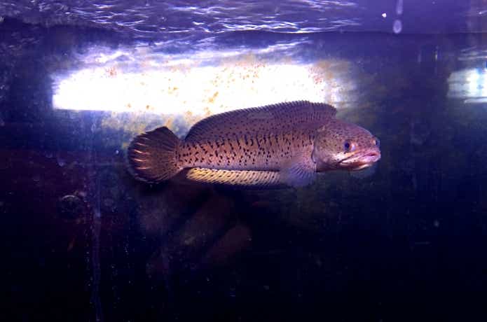 世界最高峰のライギョであるチャンナバルカ