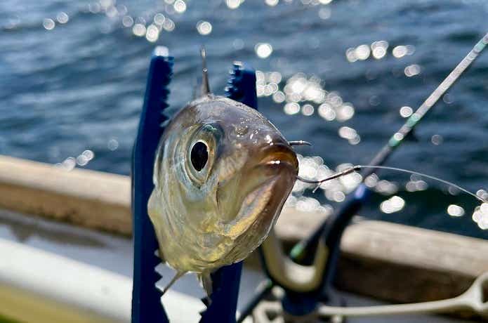 上顎にフッキング