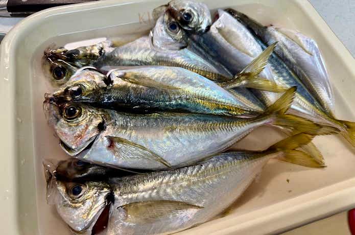 アジを塩水に漬けている様子