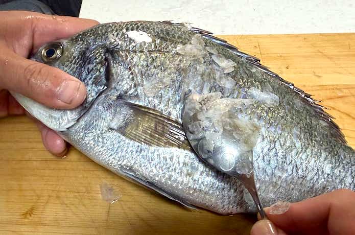 クロダイにも対応