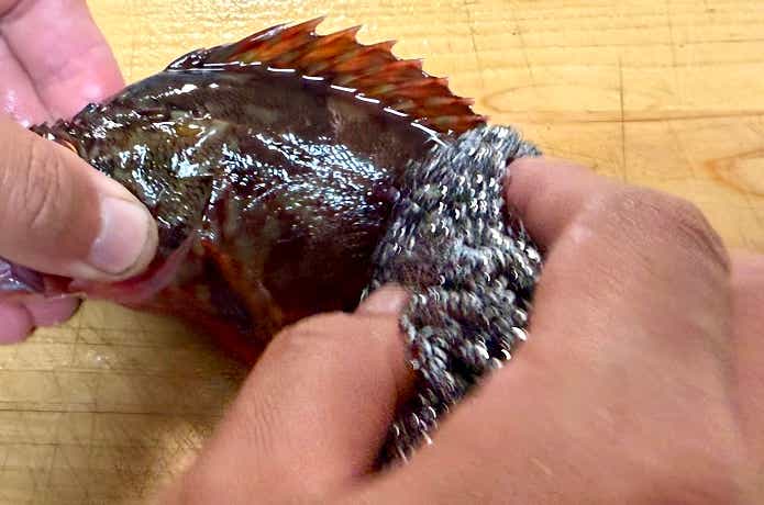 表面をこするとうろこが取れる