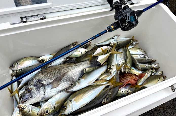 130匹以上の釣果