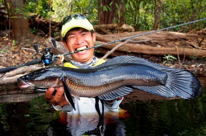 ブラックマルリオイデス