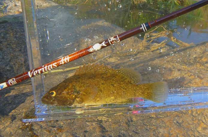 水槽に入れられたコウライオヤニラミ
