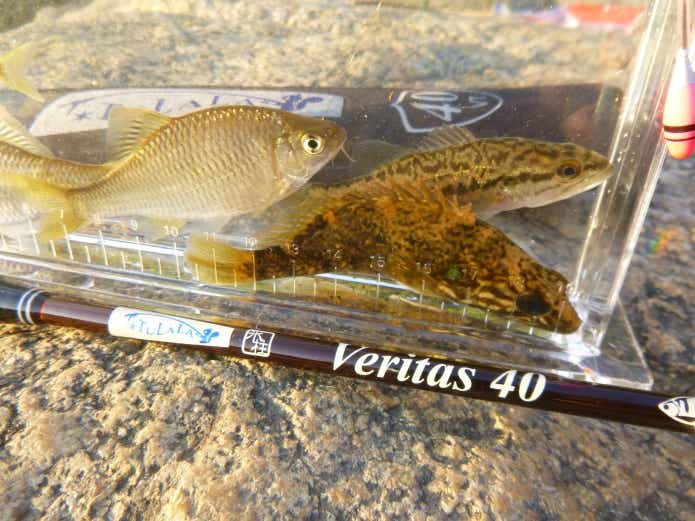 韓国南部で釣り上げた川魚