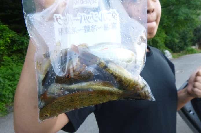 短時間で得られたコウライオヤニラミの釣果