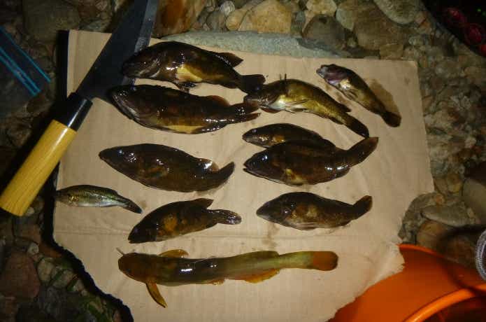 調理前のコウライオヤニラミ