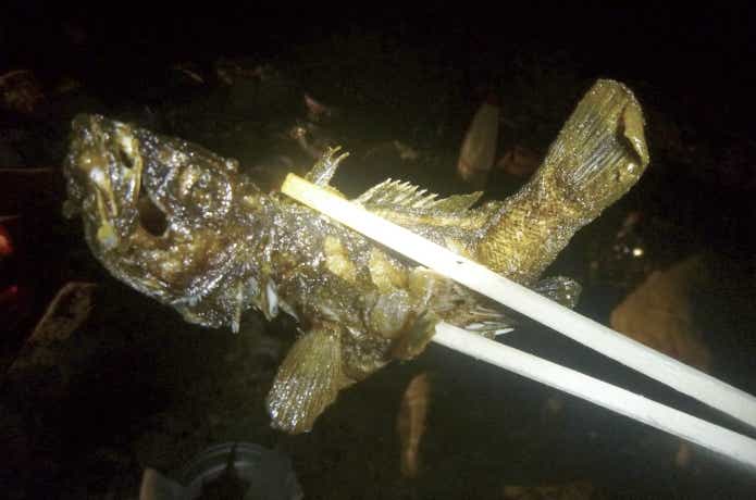 コウライオヤニラミの唐揚げ