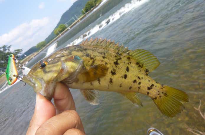 ルアーに食らいついたコウライオヤニラミ