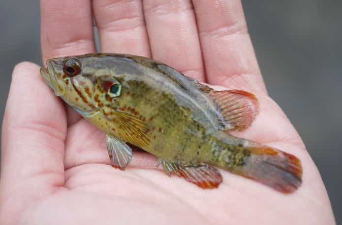 九州で採集したオヤニラミ