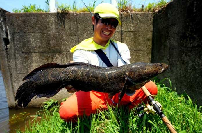 九州で釣り上げられたカムルチー