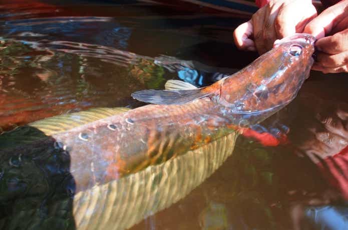 太陽光を浴びた赤いマルリオイデス