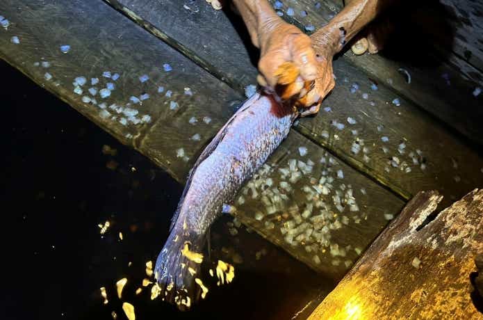 調理されるオセレイト