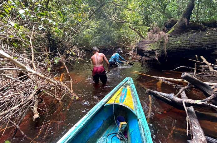 倒木が重なり合う川