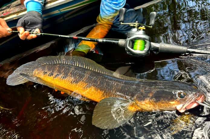 赤い水で釣れたイエローマルリオイデス