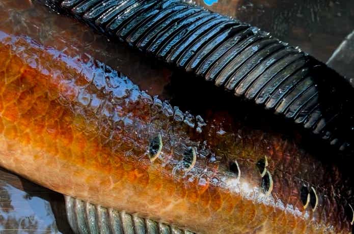 釣れた瞬間の赤いマルリオイデス