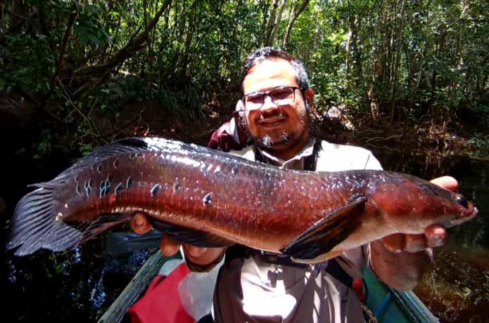 チャンナメラノプテルスとマルリオイデス