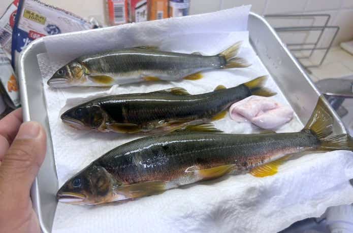 旬を過ぎた落ち鮎