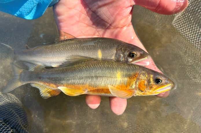 産卵を控えた落ち鮎