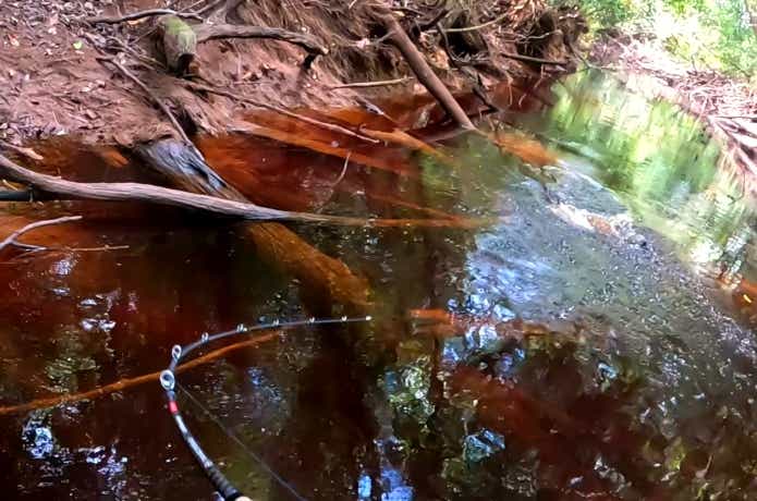 赤いライギョが掛かった瞬間