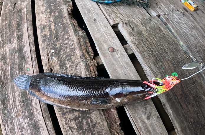 アーモンドスネークヘッド