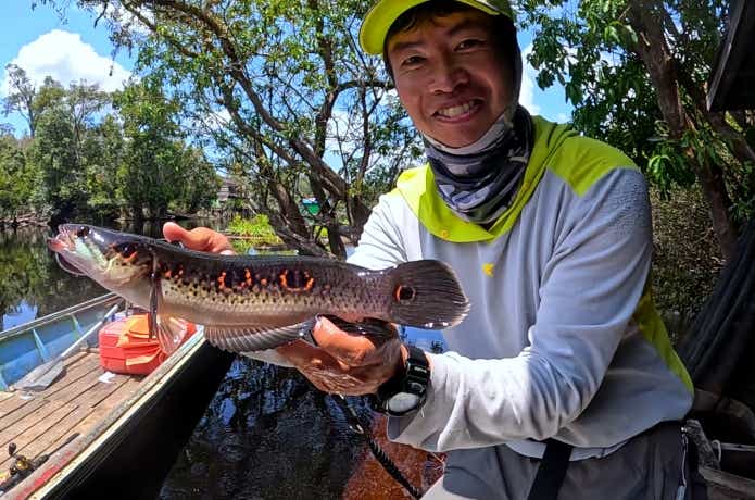 カリマンタン島産のオセレイト