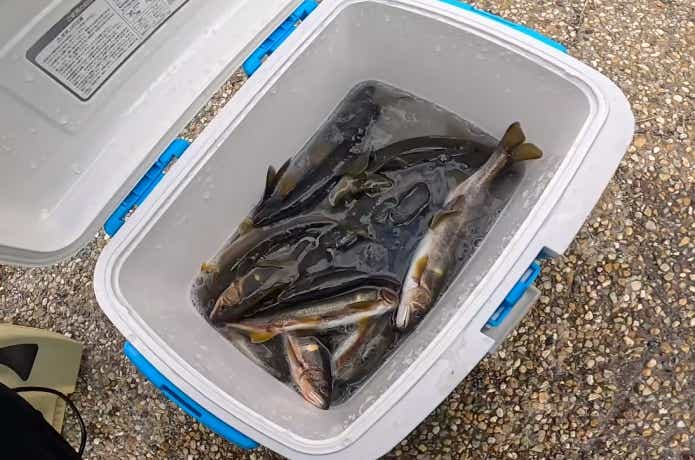 コロガシ釣りで釣れたアユ