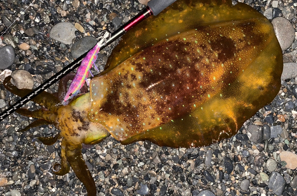 【エギング1年目で年間100杯】“釣れないサーフ”で“釣れる俺〜”に覚醒したワケ