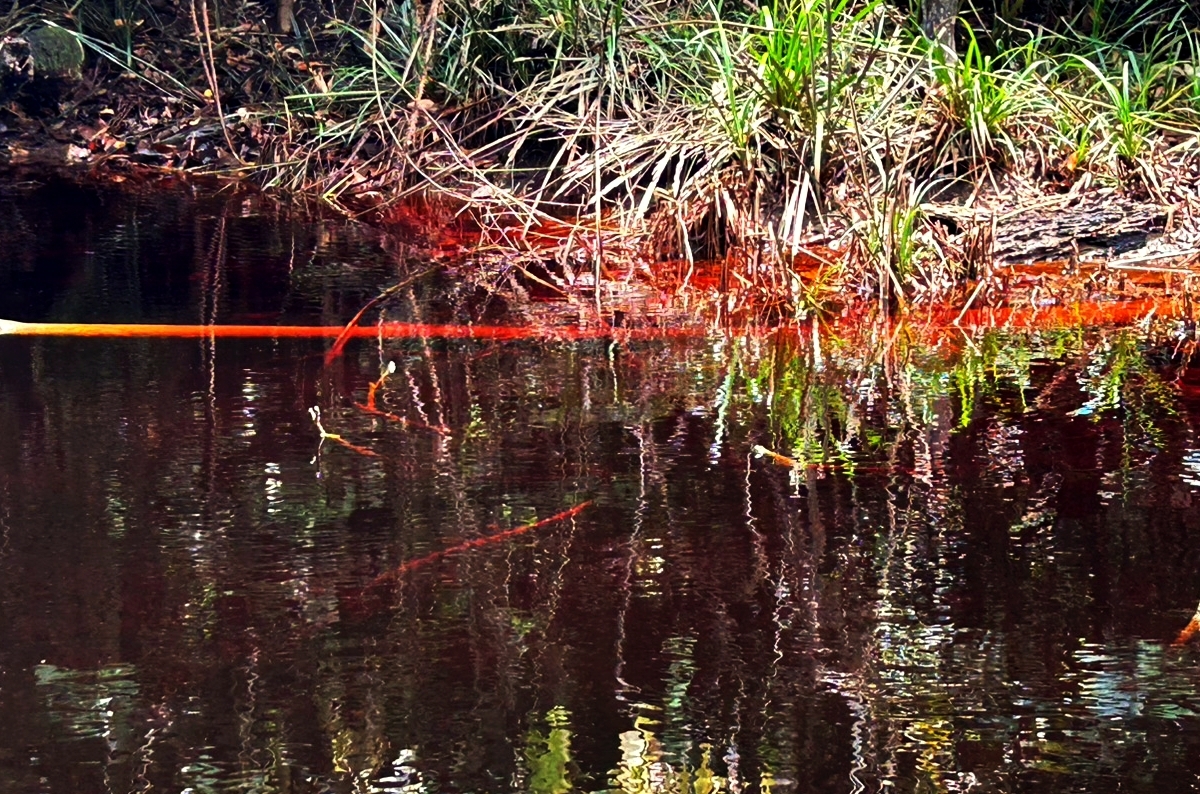 幻の魚が釣りたくて——真っ赤な川に行ってきたよ。