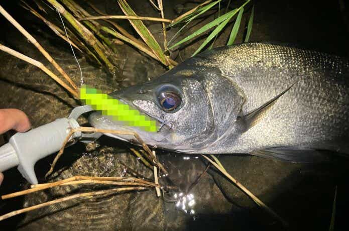 どうやらヒラスズキもコレ、好きみたいですね。