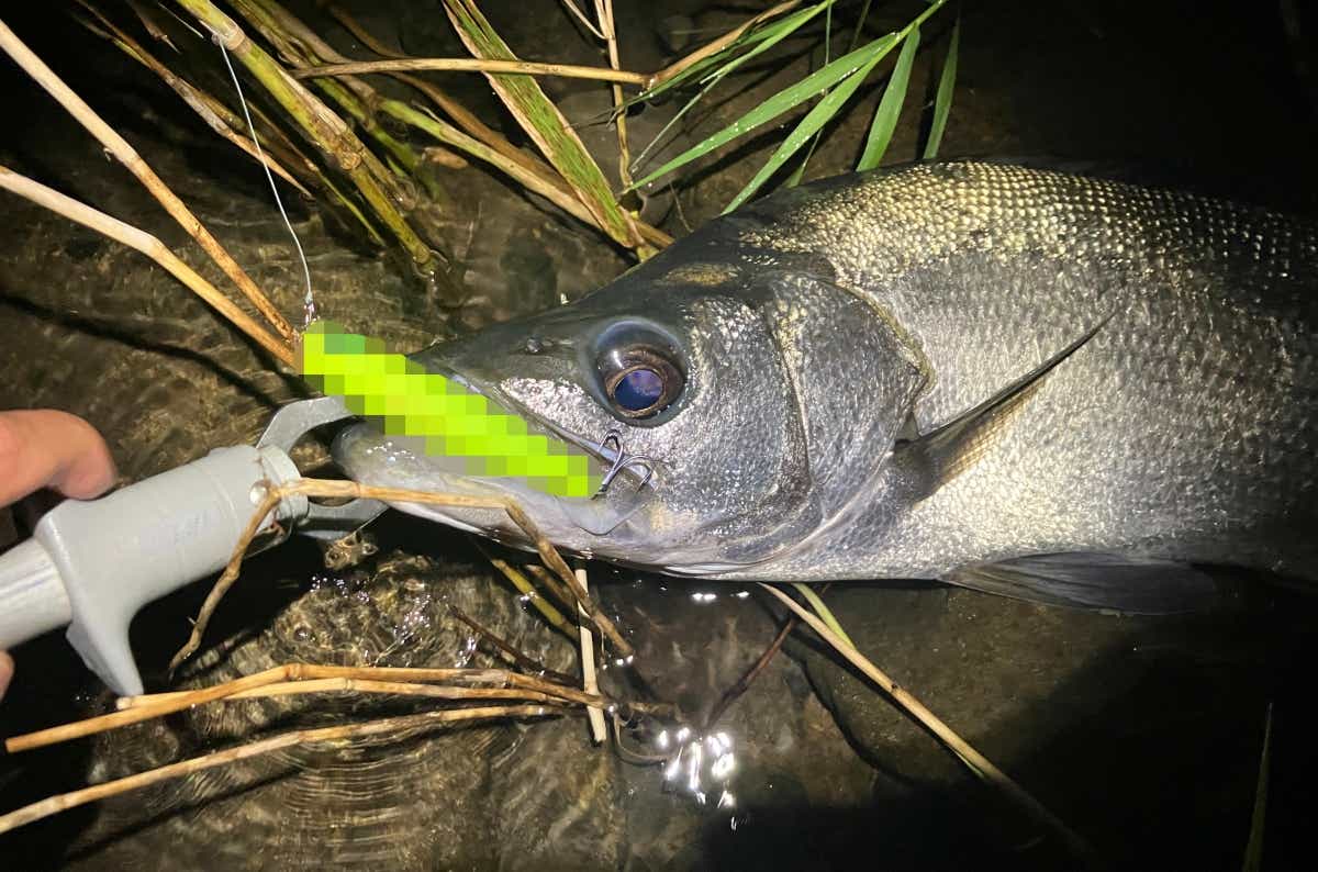 どうやらヒラスズキもコレ、好きみたいですね。