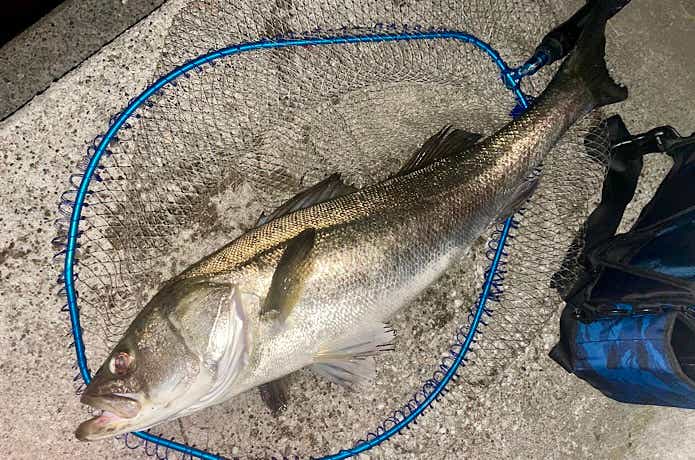 95.5cmのシーバス