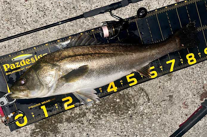 87.5cmのシーバス