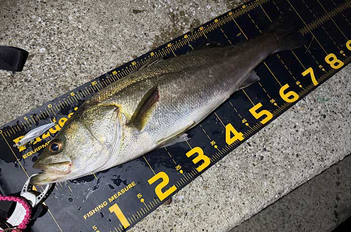80cmに迫る大型シーバス