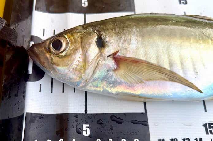 正確な計測が可能