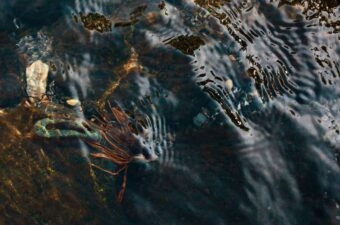 どう考えても餌に見えないルアーを、魚は何と勘違いしているのか？