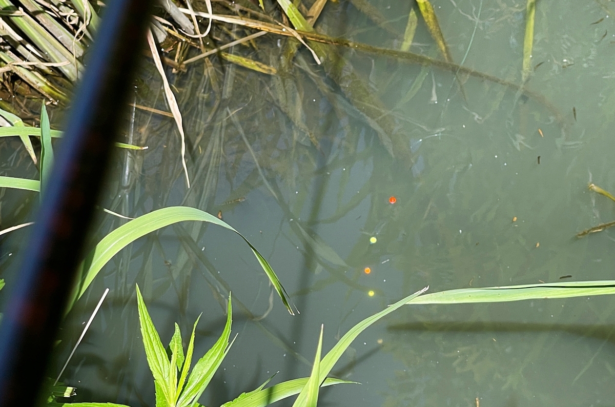 さぁ、少年時代へタイムスリップ——足元に眠る“エモい釣り”よ、もう一度。