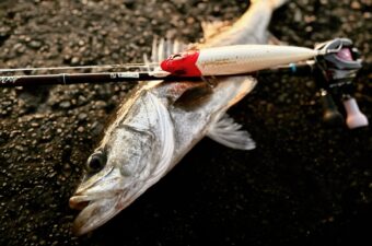 水面爆発の快感！シーバスが狂う「トップペンシル」厳選5本